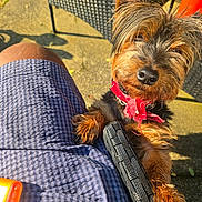 Luis Vaton Don is registered to the contest to win money with this photo: animal, closeup, clothing, companion, concrete_floor, cute, dog, furry, orange_object, outdoor, patio, patterned_shorts, paw, person, pet, red_bandana, shadow, shorts, sunlight, wicker_chair