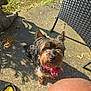 Luis Vaton Don is registered to the contest to win money with this photo: animal, bandana, black_and_brown, canine, casual, chair, concrete, dog, ears, footwear, fur, grass, human_leg, looking_up, outdoor, pavement, pet, shadow, small_dog, sunlight