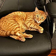 Kris joined the competition — help win amazing prizes! alert, animal, black_chair, cat, chair, cozy, curled_up, ears, feline, fur, ginger_cat, home, indoor, leather, looking, paw, pet, tabby, tail, whiskers