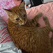 Kris is registered to the contest to win money with this photo: animal, bedroom, blanket, cat, close_up, cozy, curled_up, cute, domestic, feline, fur, indoor, looking_back, orange_tabby, pet, pink, relaxed, resting, soft_texture, whiskers