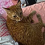 animal, bedroom, blanket, cat, close_up, cozy, curled_up, cute, domestic, feline, fur, indoor, looking_back, orange_tabby, pet, pink, relaxed, resting, soft_texture, whiskers