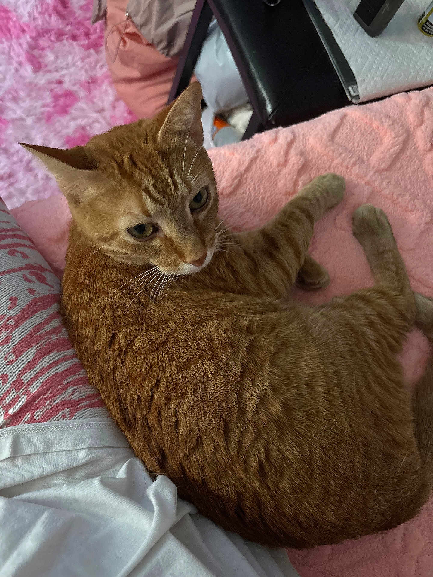 Kris is registered to the contest to win money with this photo: animal, bedroom, blanket, cat, close_up, cozy, curled_up, cute, domestic, feline, fur, indoor, looking_back, orange_tabby, pet, pink, relaxed, resting, soft_texture, whiskers