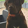 dog, labrador, brown_dog, pet, outdoor, patio, fence, wicker_chair, collar, animal, canine, garden, brick_floor, attentive, sitting, domestic_animal, companion, friendly, mammal, cute