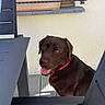 Valco participe au concours pour gagner de l'argent avec cette photo : dog, labrador, chocolate_labrador, pet, animal, outdoor, patio, furniture, chair, table, window, flower_pot, plant, collar, tongue_out, happy, brown_dog, domestic_animal, sunlight, wall