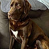 dog, labrador, chocolate_labrador, pet, couch, indoor, animal, canine, sitting, brown_fur, white_patch, blanket, wall, digital_crown, relaxed, portrait, furniture, domestic, companion, cute