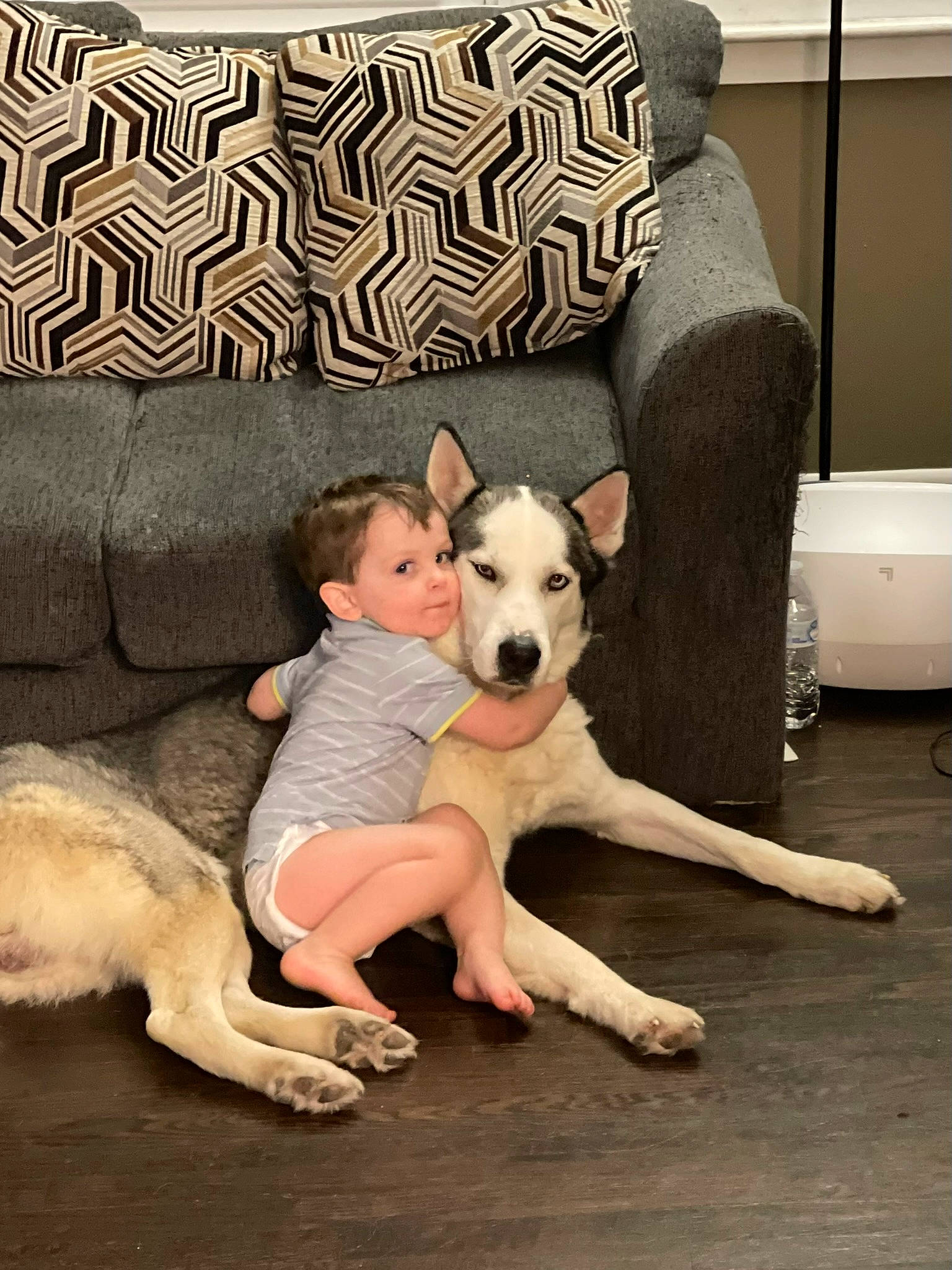 Fin joined the competition — help win amazing prizes! canidae, carnivore, comfort, companion_dog, couch, dog, dog_breed, fawn, flooring, foot, fur, living_room, pillow, room, sitting, sporting_group, tail, thigh, tire, working_animal