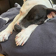 Lola is registered to the contest to win money with this photo: dog, sleeping, blanket, indoor, cozy, black_and_white, paw, relaxed, sunlight, plant, decor, resting, pet, fur, animal, napping, comfort, closeup, calm, quiet