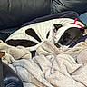 dog, sleeping, blanket, leather_couch, cozy, resting, black_and_white, pet, domestic_animal, fur, canine, collar, indoor, comfortable, relaxation, nap, curled_up, sofa, home, quiet