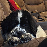 Otis is registered to the contest to win money with this photo: adorable, black_and_white, canine, close_up, couch, cute, dog, fluffy, fur, home, indoor, living_room, nose, paws, pet, puppy, red_pillow, resting, sofa, whiskers