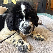 Otis joined the competition — help win amazing prizes! puppy, dog, black_and_white, chewing, stick, bed, indoor, cozy, soft, fur, cute, pet, animal, paw, lying_down, playful, young, adorable, relaxed, companion