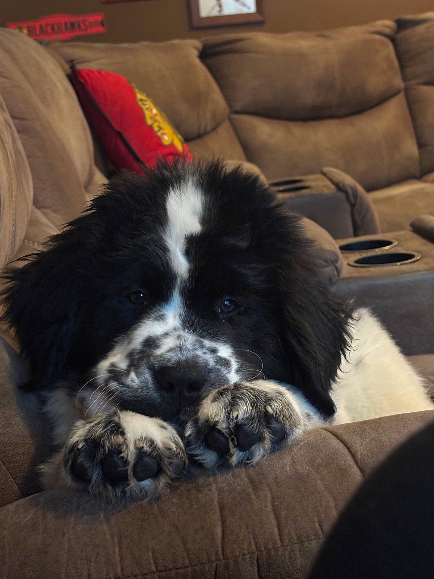 Otis is registered to the contest to win money with this photo: adorable, animal, black_and_white, canine, close_up, couch, cozy, cute, dog, fur, furniture, home, indoors, living_room, paws, pet, puppy, relaxed, resting, sofa