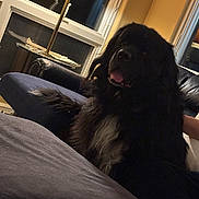 Bear joined the competition — help win amazing prizes! dog, black_dog, indoor, couch, lamp, window, furniture, pet, fluffy, tongue_out, cozy, living_room, dark, white_patch, relaxed, seated, homedecor, animal, companion, domestic