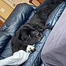 Bear is registered to the contest to win money with this photo: dog, black_dog, couch, leather_couch, living_room, relaxed, indoor, furniture, side_table, globe, paw, resting, canine, pet, home, comfort, cozy, animal, domestic_animal, sleepy