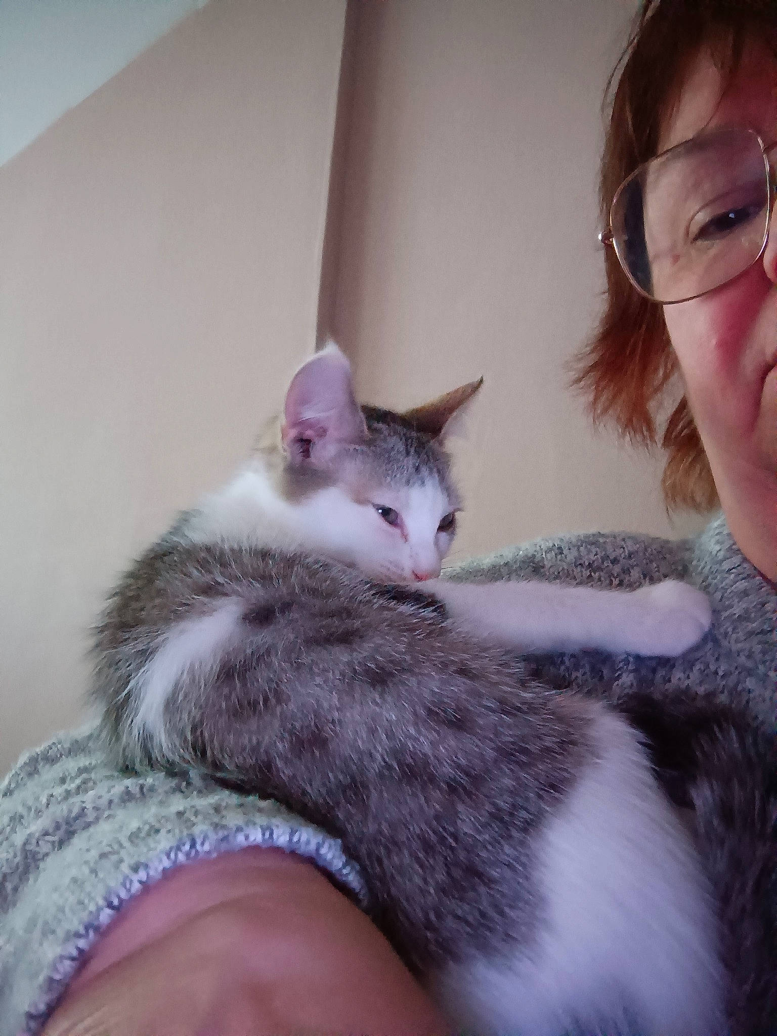 Canaillou participe au concours pour gagner de l'argent avec cette photo : carnivore, cat, comfort, ear, eyewear, face, felidae, gesture, glasses, hair, head, iris, jaw, leg, nose, skin, small_to_medium_sized_cats, snout, vision_care, whiskers