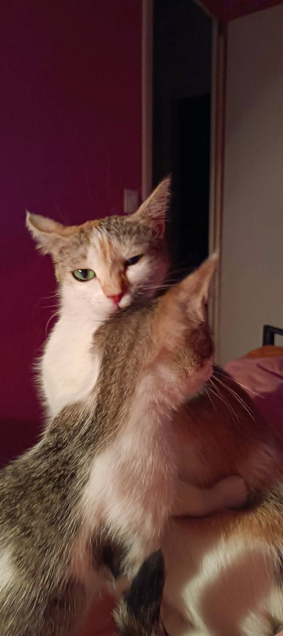 Canaillou a rejoint le concours — aidez-le/la à gagner de superbes lots ! carnivore, cat, claw, comfort, domestic_short_haired_cat, fawn, felidae, fur, paw, small_to_medium_sized_cats, snout, tail, whiskers, window