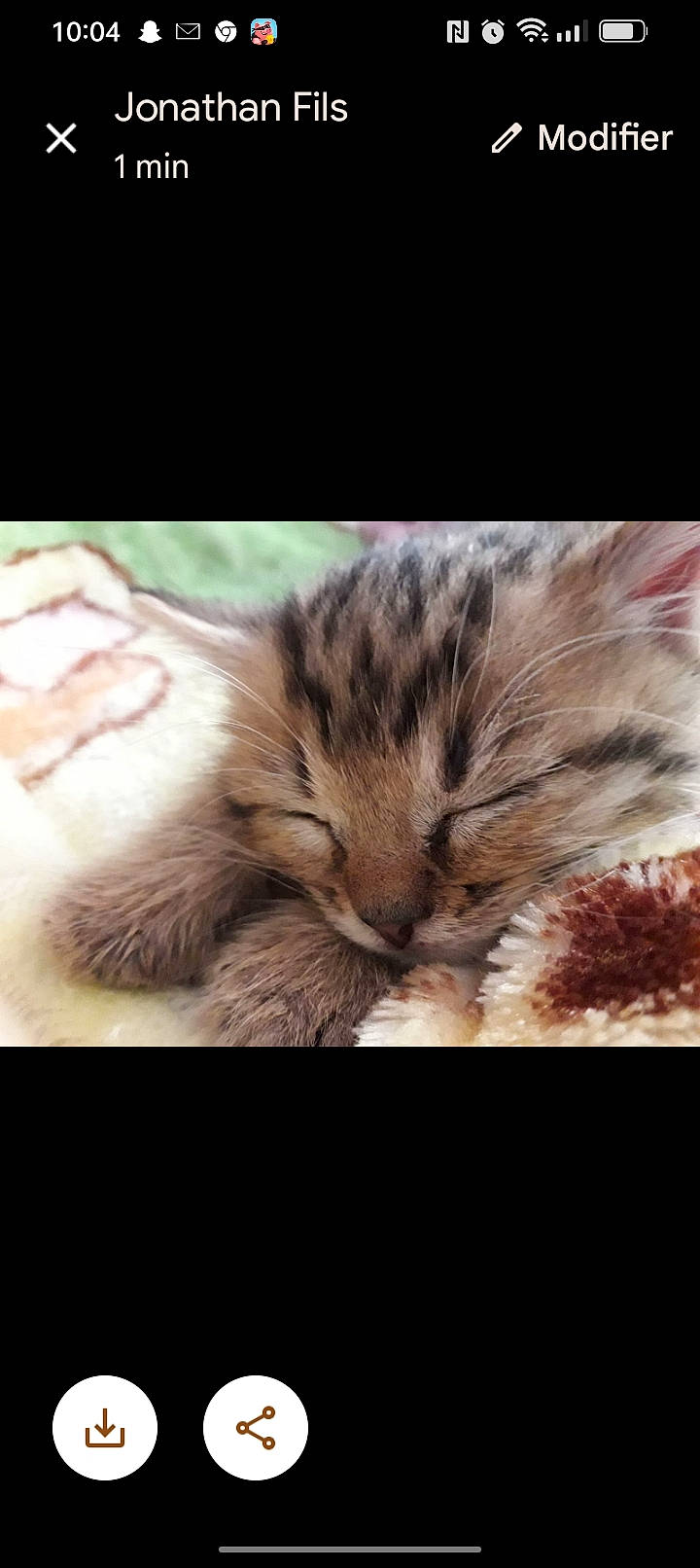 Steven participe au concours pour gagner de l'argent avec cette photo : carnivore, cat, comfort, felidae, fur, gesture, love, nap, paw, small_to_medium_sized_cats, snout, terrestrial_animal, whiskers