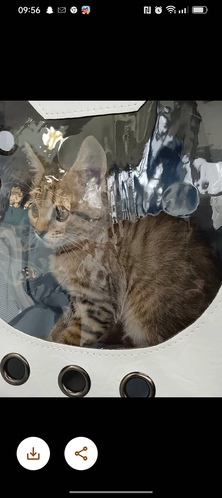 Steven participe au concours pour gagner de l'argent avec cette photo : carnivore, cat, comfort, domestic_short_haired_cat, electronic_device, felidae, fur, metal, paw, photo_caption, rectangle, small_to_medium_sized_cats, snout, tail, whiskers