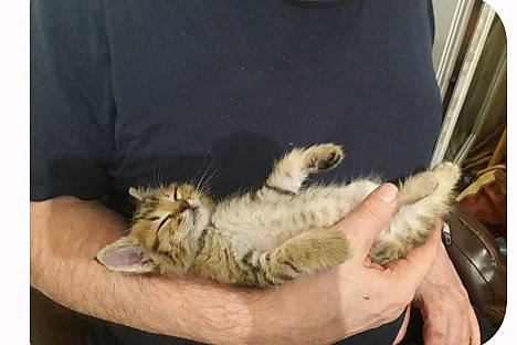 Steven a rejoint le concours — aidez-le/la à gagner de superbes lots ! bed, big_cats, carnivore, cat, claw, comfort, dog_breed, domestic_short_haired_cat, fang, felidae, fur, mammal, nap, paw, room, small_to_medium_sized_cats, terrestrial_animal, vertebrate, whiskers