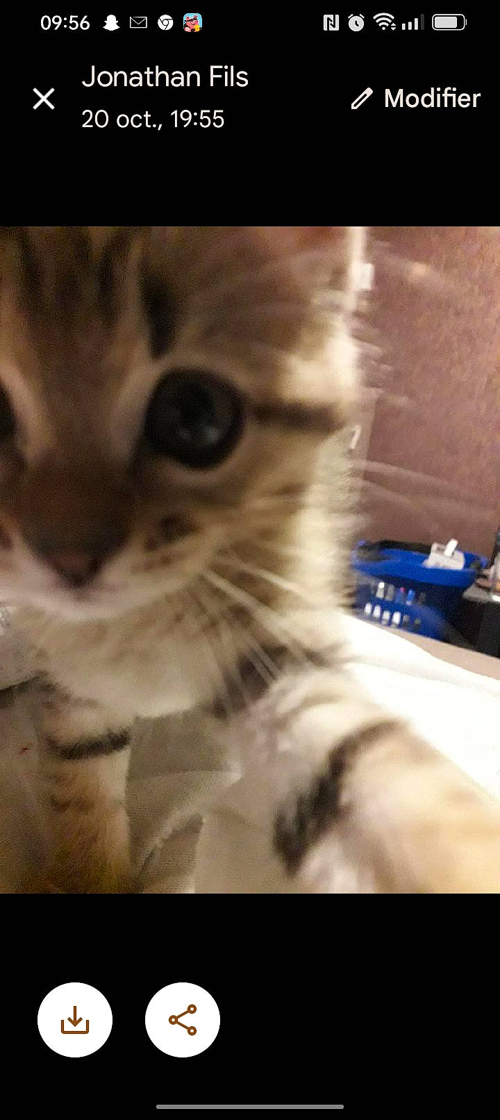 Steven a rejoint le concours — aidez-le/la à gagner de superbes lots ! carnivore, cat, domestic_short_haired_cat, ear, felidae, fur, paw, photo_caption, small_to_medium_sized_cats, snout, tail, whiskers