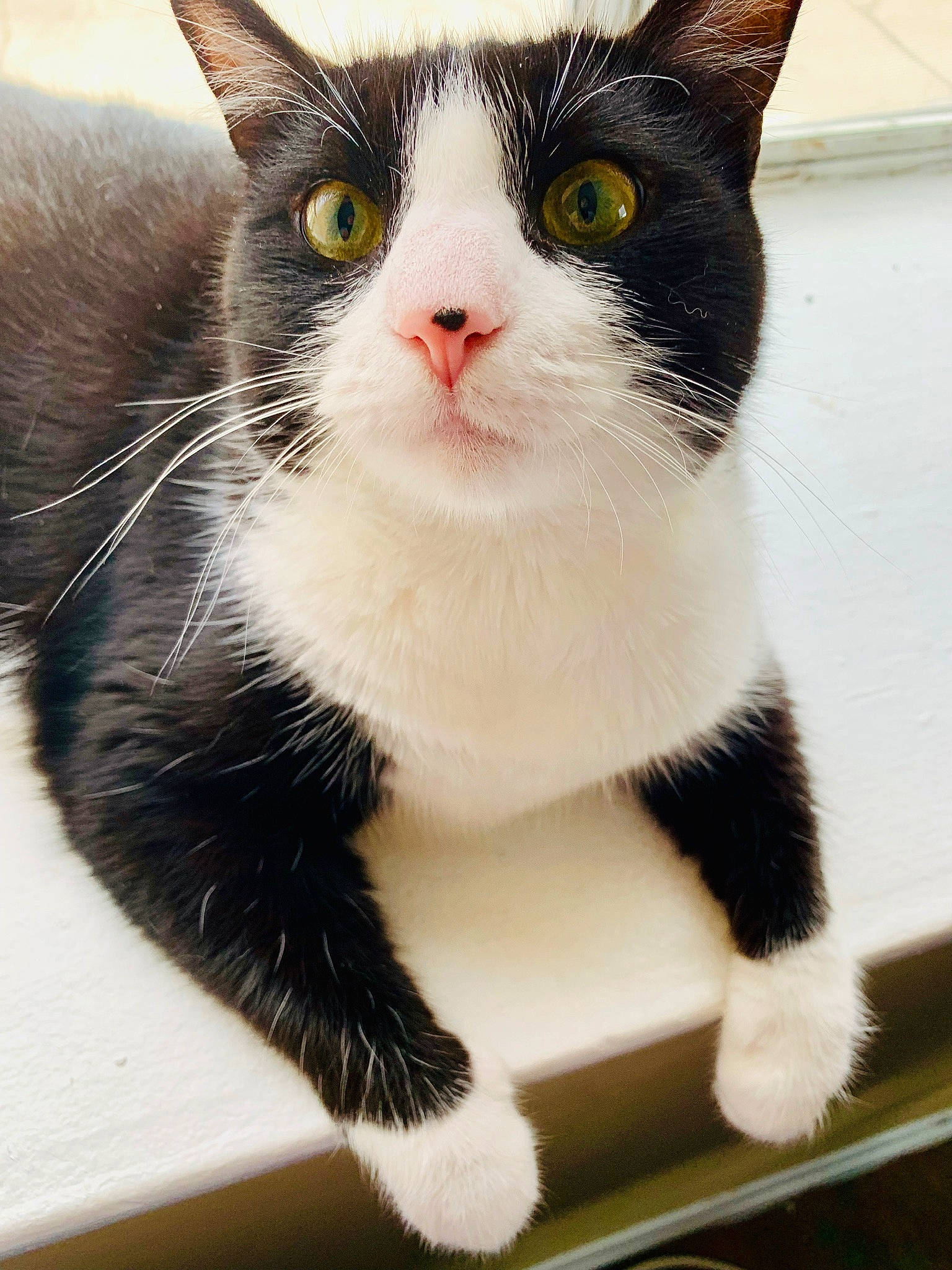 Clarice is registered to the contest to win money with this photo: carnivore, cat, claw, domestic_short_haired_cat, eye, felidae, foot, fur, head, paw, small_to_medium_sized_cats, snout, tail, terrestrial_animal, whiskers, window