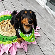 Molly joined the competition — help win amazing prizes! bandana, black_and_tan_dog, brown_eyes, companion_animal, deck, dog, door, enrichment_toy, floppy_ears, floral_bandana, flowers, green, long_hair, outdoor, pet, pink, portrait, sitting, snuffle_mat, wooden_floor