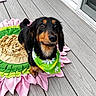 bandana, black_and_tan_dog, brown_eyes, companion_animal, deck, dog, door, enrichment_toy, floppy_ears, floral_bandana, flowers, green, long_hair, outdoor, pet, pink, portrait, sitting, snuffle_mat, wooden_floor