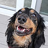 Molly is registered to the contest to win money with this photo: animal, black_and_tan, close_up, dog, eyes, face, fluffy, fur, happy, long_hair, muzzle, nose, outdoor, pet, porch, portrait, smiling, teeth, window, wooden_floor