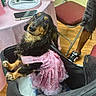 Molly joined the competition — help win amazing prizes! black_and_tan, costume, cups, dachshund, dog, folding_chairs, food, indoor, longhaired, looking_at_camera, party, pet, pink_dress, plates, portrait, seated, smartphone, stroller, table, wood_floor