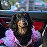 dog, dachshund, long_hair, pet, car_interior, pink_clothing, blanket, window, rain, blurred_background, seatbelt, fluffy, cute, animal, portrait, indoors, looking, sitting, black_and_tan, soft_light