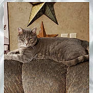 Chubbs joined the competition — help win amazing prizes! carnivore, cat, cat_supply, comfort, domestic_short_haired_cat, fawn, felidae, font, fur, illustration, pattern, pet_supply, publication, rectangle, room, small_to_medium_sized_cats, tail, terrestrial_animal, whiskers, wood