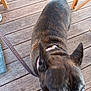 Iros participe au concours pour gagner de l'argent avec cette photo : animal, barefoot, black, blur, brindle, brown, canine, closeup, collar, dog, domestic_animal, flooring, foot, furniture_leg, leash, outdoor, pet, sidewalk, texture, wooden_deck