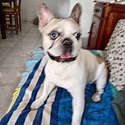 Marley participe au concours pour gagner de l'argent avec cette photo : dog, french_bulldog, pet, indoor, blanket, striped, furniture, floor, happy, canine, animal, tongue_out, sitting, ears_up, home, living_room, table, chair, tile_floor, cute