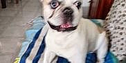 Marley participe au concours pour gagner de l'argent avec cette photo : animal, blanket, canine, chair, cute, dog, ears_up, floor, french_bulldog, furniture, happy, home, indoor, living_room, pet, sitting, striped, table, tile_floor, tongue_out