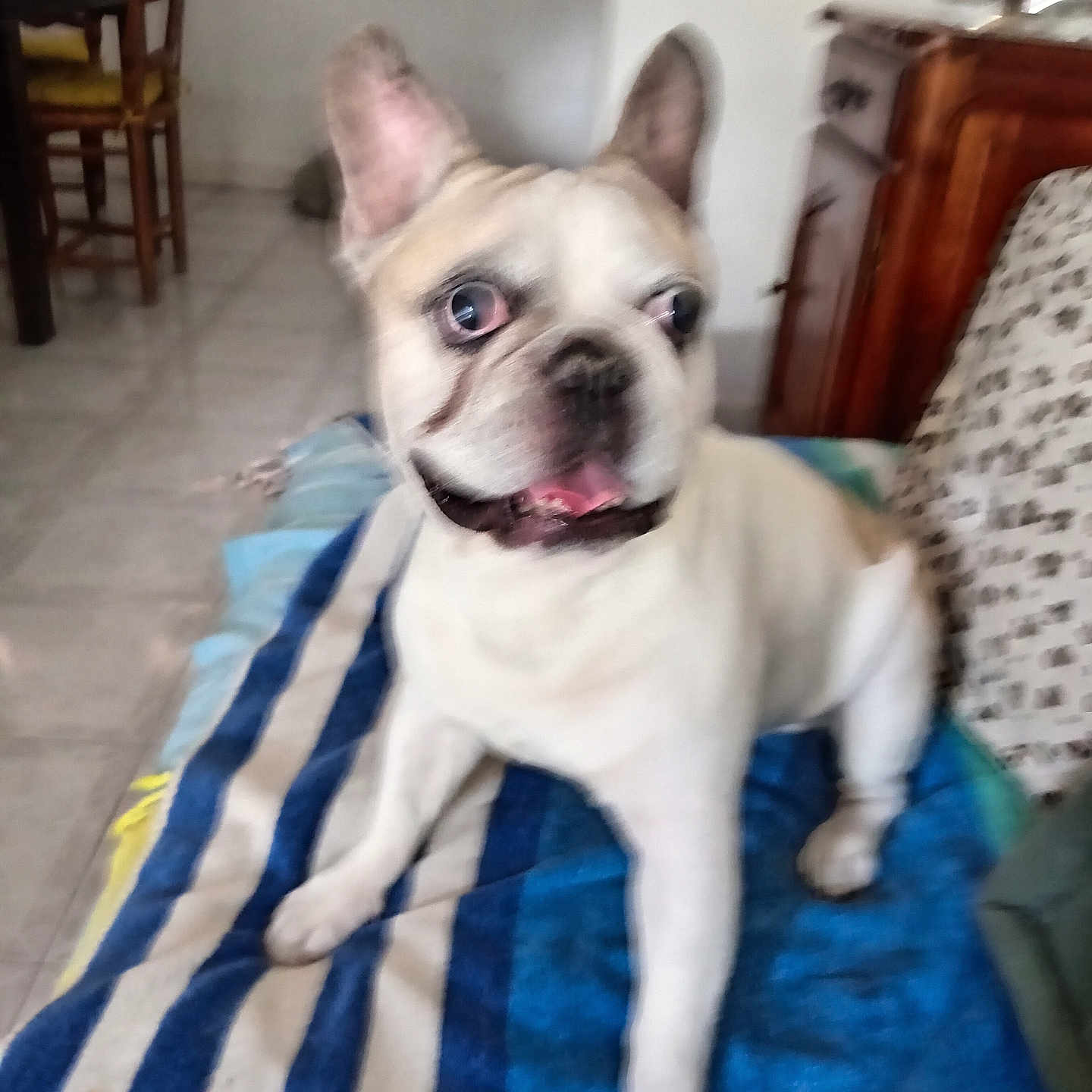 Marley participe au concours pour gagner de l'argent avec cette photo : animal, blanket, canine, chair, cute, dog, ears_up, floor, french_bulldog, furniture, happy, home, indoor, living_room, pet, sitting, striped, table, tile_floor, tongue_out
