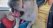 Marley participe au concours pour gagner de l'argent avec cette photo : animal, blue_pants, close_up, clothing, denim_jacket, dog, french_bulldog, funny_face, hand, indoor, lap, paw, person, pet, public_transport, resting, seat, tongue_out, window, yellow_shirt