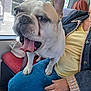 Marley participe au concours pour gagner de l'argent avec cette photo : animal, blue_pants, close_up, clothing, denim_jacket, dog, french_bulldog, funny_face, hand, indoor, lap, paw, person, pet, public_transport, resting, seat, tongue_out, window, yellow_shirt