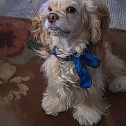 Saddie joined the competition — help win amazing prizes! dog, small_dog, fluffy, long_hair, white_fur, blue_bow, sitting, portrait, pet, indoors, carpet, rug, wooden_dresser, furniture, water_fountain, cozy, home, animal, cute, photography
