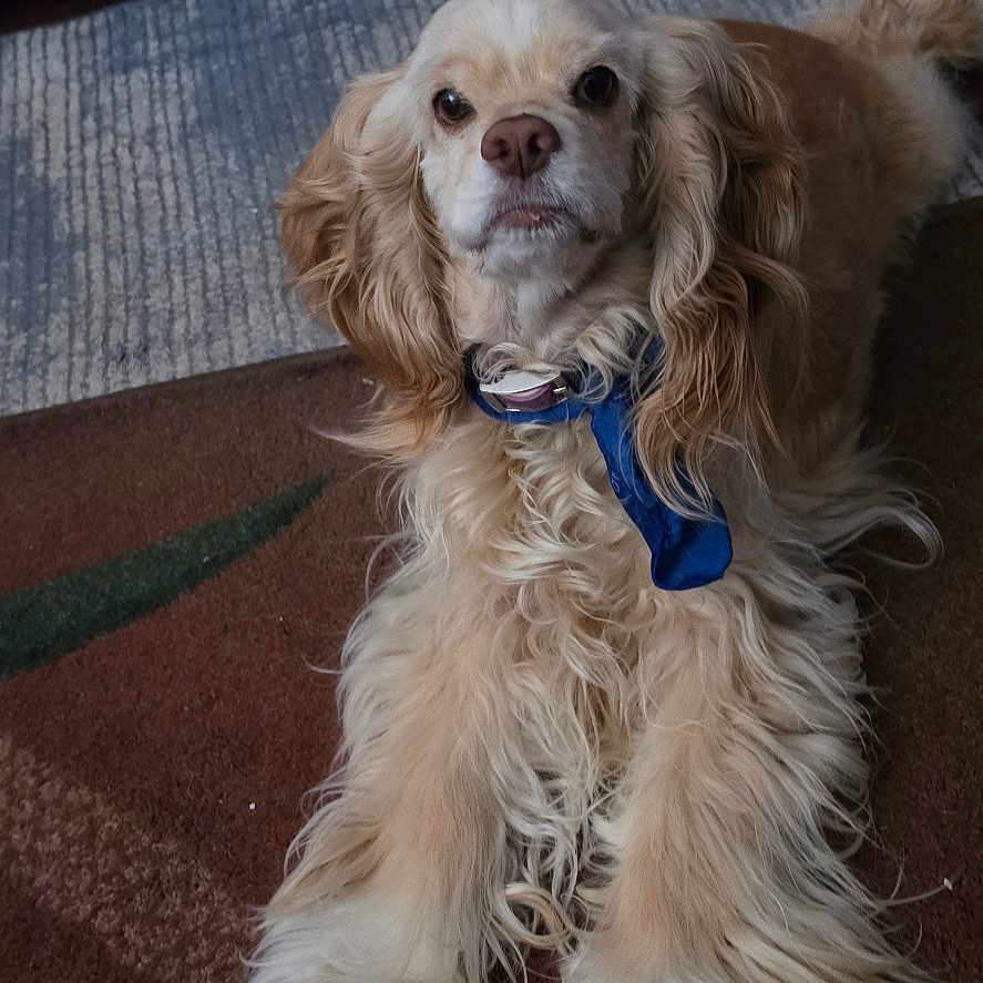 Saddie