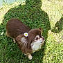 dog, grass, flower, daisy, shadow, outdoor, pet, small_dog, brown_fur, white_fur, cute, animal, nature, sunlight, leaf, plant, garden, fur, ear, side_view