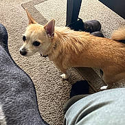 Simba joined the competition — help win amazing prizes! dog, tan_dog, carpet, indoor, boots, furniture, pet, small_dog, curious, floor, cozy, domestic, animal, canine, ears_up, standing, light_brown, household, companion, looking_away