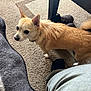 dog, tan_dog, carpet, indoor, boots, furniture, pet, small_dog, curious, floor, cozy, domestic, animal, canine, ears_up, standing, light_brown, household, companion, looking_away