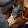 Sadie is registered to the contest to win money with this photo: cat, tabby_cat, carpet, couch, wooden_table, indoor, pet, animal, furniture, floor, curious, sitting, striped, whiskers, ears, eyes, domestic, cozy, shadow, light