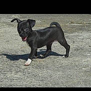 Kaly participe au concours pour gagner de l'argent avec cette photo : puppy, dog, black, small, young, outdoor, concrete, shadow, walking, happy, pet, animal, playful, short_hair, ears, tail, sunlight, cute, young_animal, mammal
