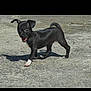 puppy, dog, black, small, young, outdoor, concrete, shadow, walking, happy, pet, animal, playful, short_hair, ears, tail, sunlight, cute, young_animal, mammal