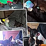 Kaly participe au concours pour gagner de l'argent avec cette photo : dog, small_dog, black_dog, white_chest, hoodie, plush_toy, blanket, couch, indoor, pet, sleeping, lying_down, snuggling, cozy, collage, paw, ears, tongue, furniture, relaxing