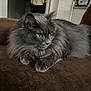 Grisby a rejoint le concours — aidez-le/la à gagner de superbes lots ! calm, cat, close_up, couch, domestic_cat, feline, fluffy, fur, furniture, grey_cat, home_interior, indoor, long_hair, paws, pet, portrait, relaxed, sitting, whiskers, yellow_eyes