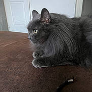 Grisby a rejoint le concours — aidez-le/la à gagner de superbes lots ! cat, closeup, cozy, curious, domestic_animal, door, feline, fur, gray_cat, home_interior, indoor, long_hair_cat, paws, pet, portrait, profile, sitting, sofa, table, whiskers