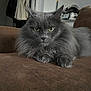 Grisby participe au concours pour gagner de l'argent avec cette photo : brown_couch, cat, close_up, couch, feline, fluffy, fur, green_eyes, grey_cat, household, indoor, living_room, long_haired, paw, pet, portrait, relaxed, sofa, staring, whiskers