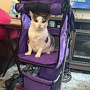 Lucifer is registered to the contest to win money with this photo: cat, pet, stroller, purple, indoor, furniture, television, carpet, table, cup, decor, window, face, animal, seat, wheel, home, cozy, cute, relaxed