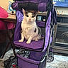 cat, pet, stroller, purple, indoor, furniture, television, carpet, table, cup, decor, window, face, animal, seat, wheel, home, cozy, cute, relaxed